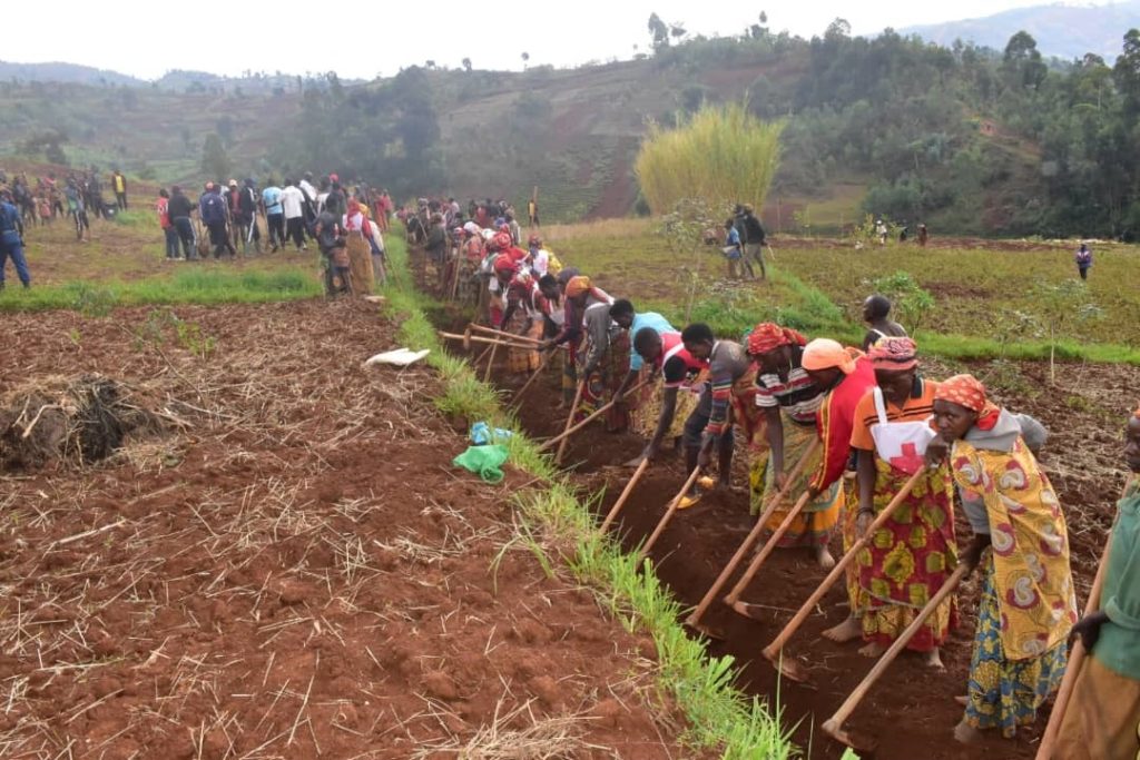 « Les fertilisants sont disponibles » : que disent réellement les faits sur la pénurie au Burundi ?